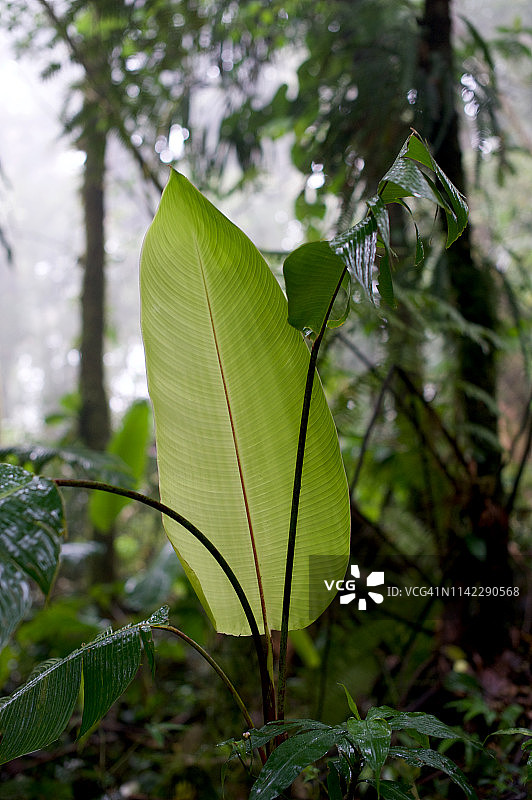 哥斯达黎加蒙特维 Verde 热带雨林图片素材