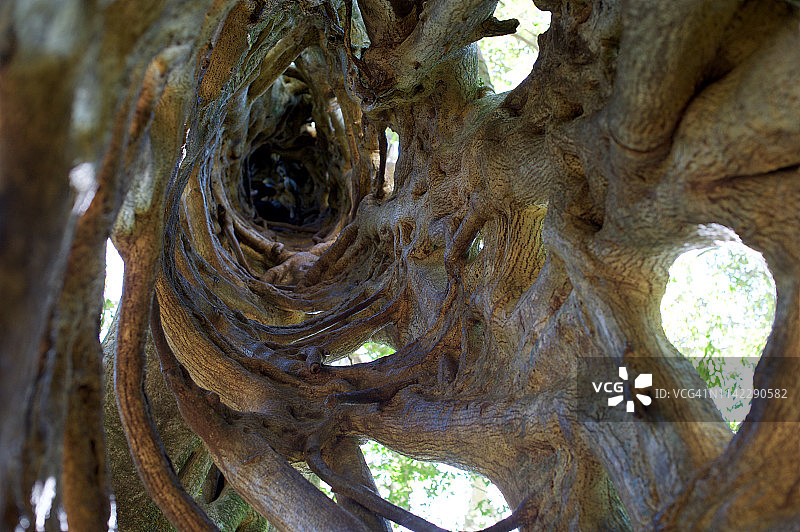 哥斯达黎加蒙特维多榕树图片素材