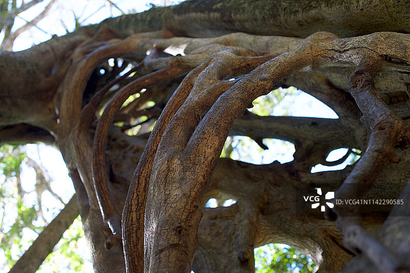 哥斯达黎加蒙特维多榕树图片素材