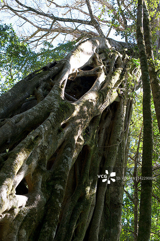 哥斯达黎加蒙特维多榕树图片素材