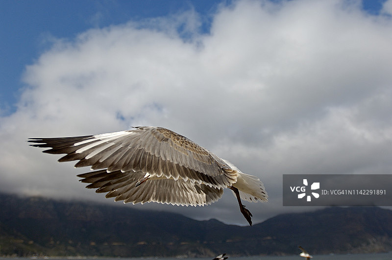 南非开普敦豪特湾渔港飞翔的海鸥图片素材