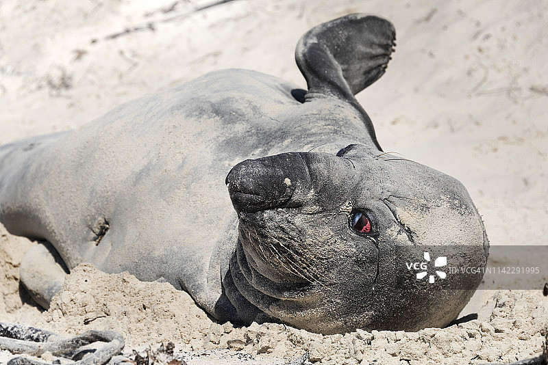 海象（海豹科），鱼钩海滩，开普敦，南非图片素材