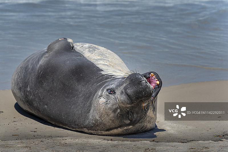 海象（海豹科），鱼钩海滩，开普敦，南非图片素材