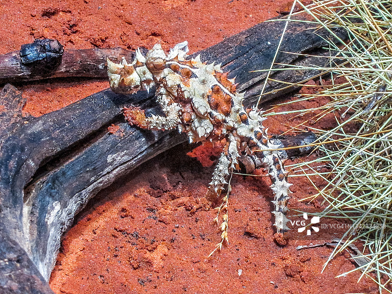 澳洲艾丽斯泉附近的多刺魔鬼蜥图片素材