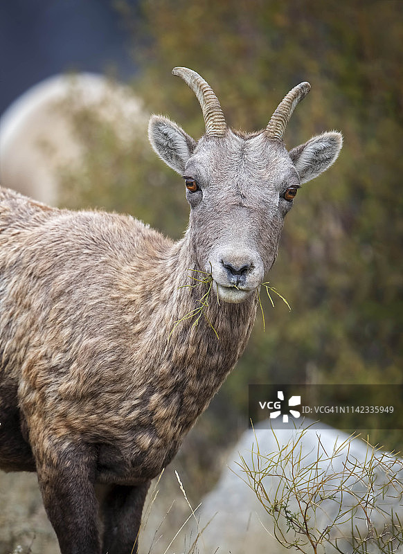 停止咀嚼图片素材