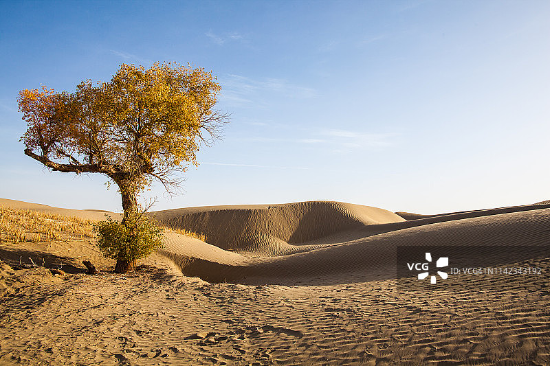 中国新疆民丰县塔克拉玛干沙漠的胡杨树图片素材