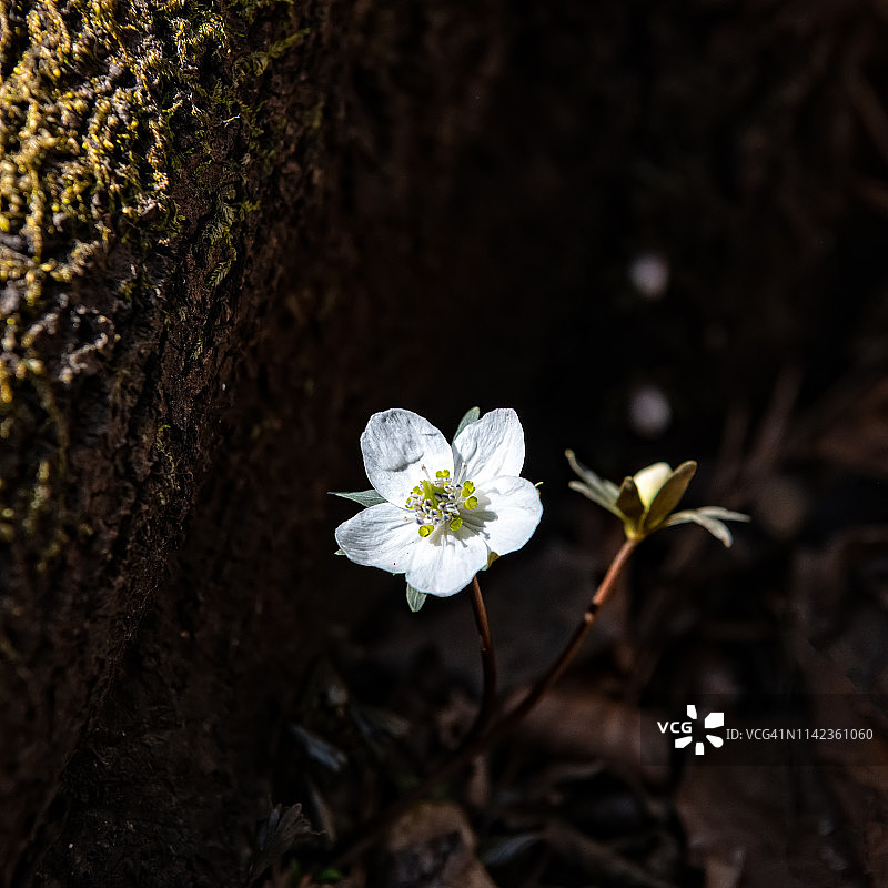 韩国扶安边的山冬堇菜图片素材