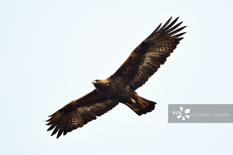 金雕飞翔图片素材
