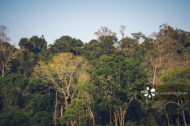 马来西亚国家公园河流风光图片素材