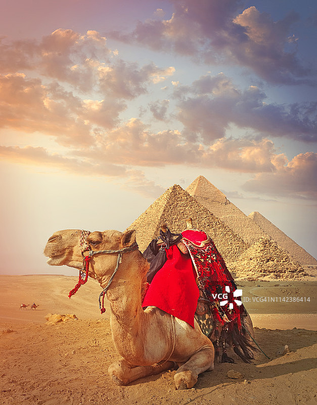 吉萨的埃及骆驼和金字塔图片素材