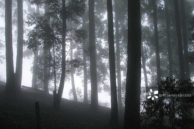 斯里兰卡原始雨林图片素材