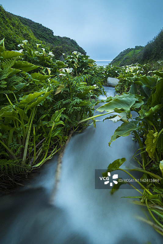 海芋花特写图片素材