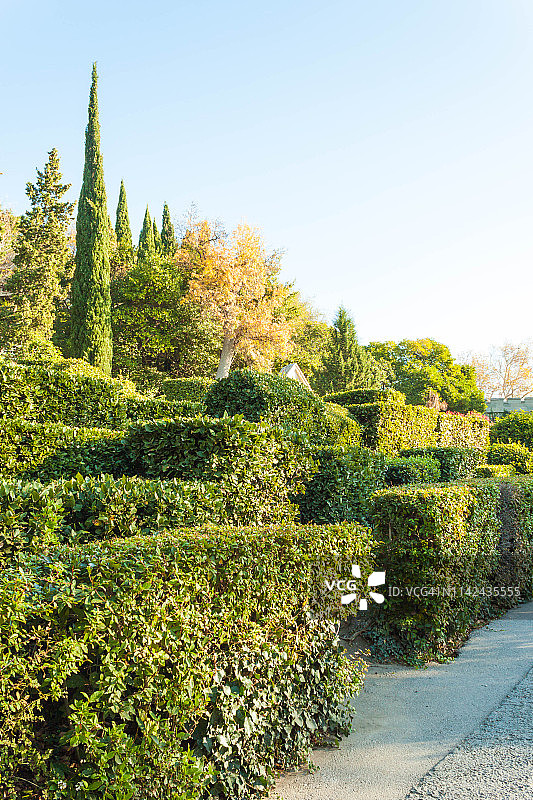 俄罗斯克里米亚共和国阿卢普卡市：沃龙佐夫斯基公园的黄杨灌木和克里米亚柏树图片素材
