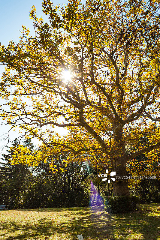 俄罗斯克里米亚阿卢普卡：针叶树、落叶树、木本灌木和柏树图片素材