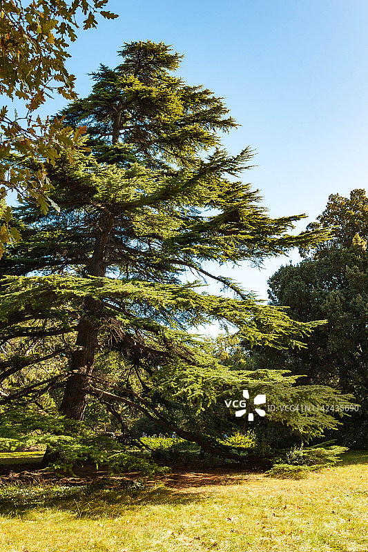 俄罗斯克里米亚阿卢普卡：针叶树、落叶树、木本灌木和柏树图片素材