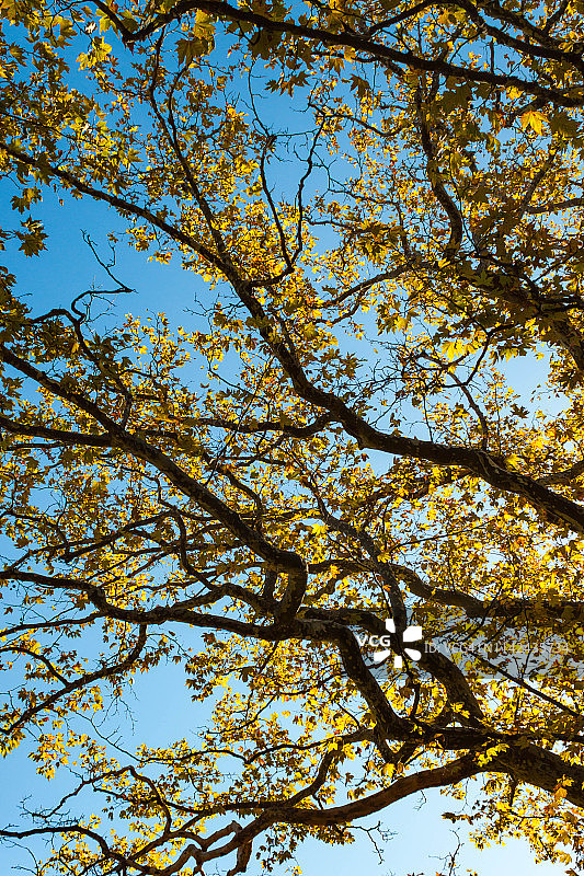 俄罗斯克里米亚阿卢普卡：针叶树、落叶树、木本灌木和柏树图片素材