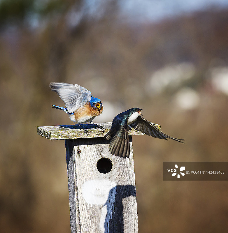 蓝知更鸟从宾夕法尼亚州埃克斯顿公园的鸟巢中赶走树燕图片素材