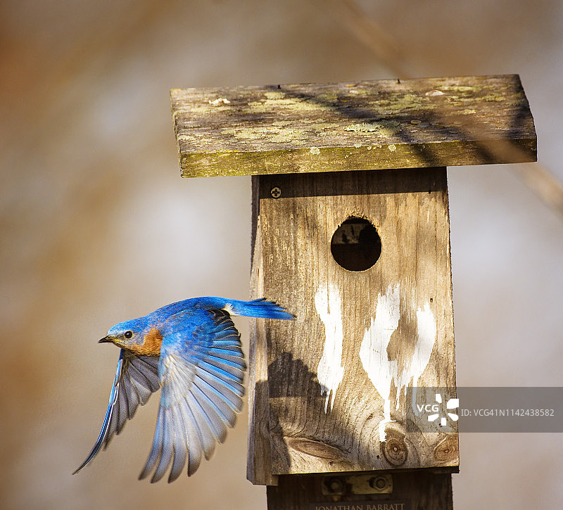 在宾夕法尼亚州埃克斯顿公园，蓝知更鸟从巢箱中飞出图片素材