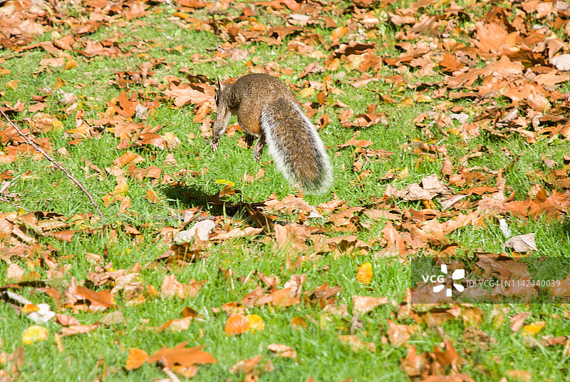半空中的灰色松鼠图片素材