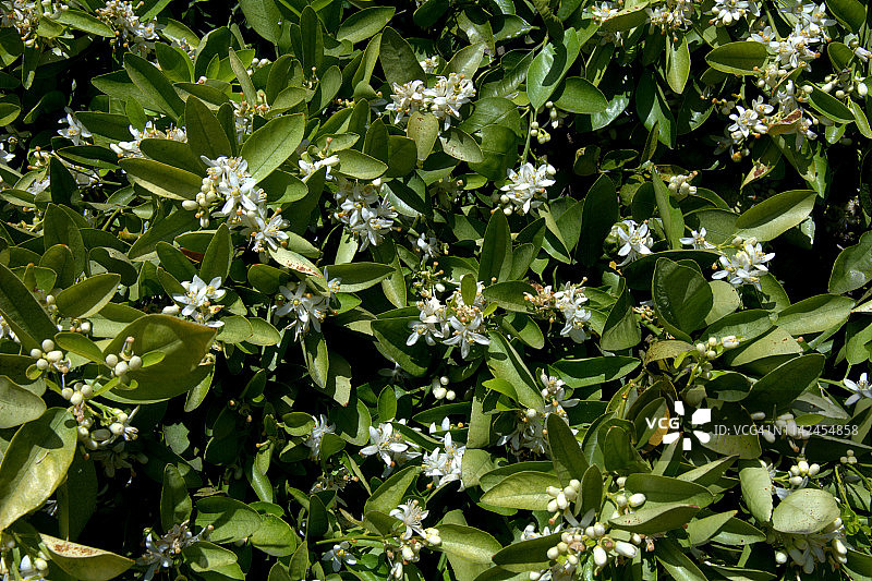 橙树之花阿扎哈尔图片素材