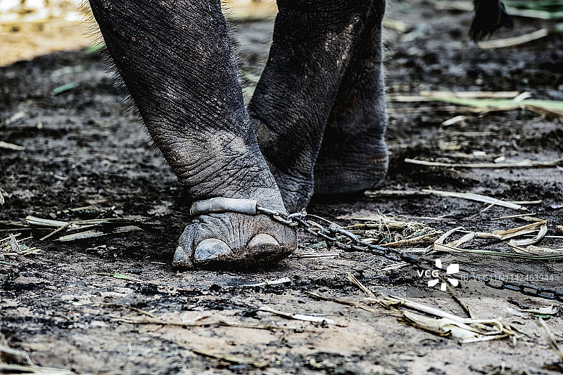 大象腿上的镣铐图片素材