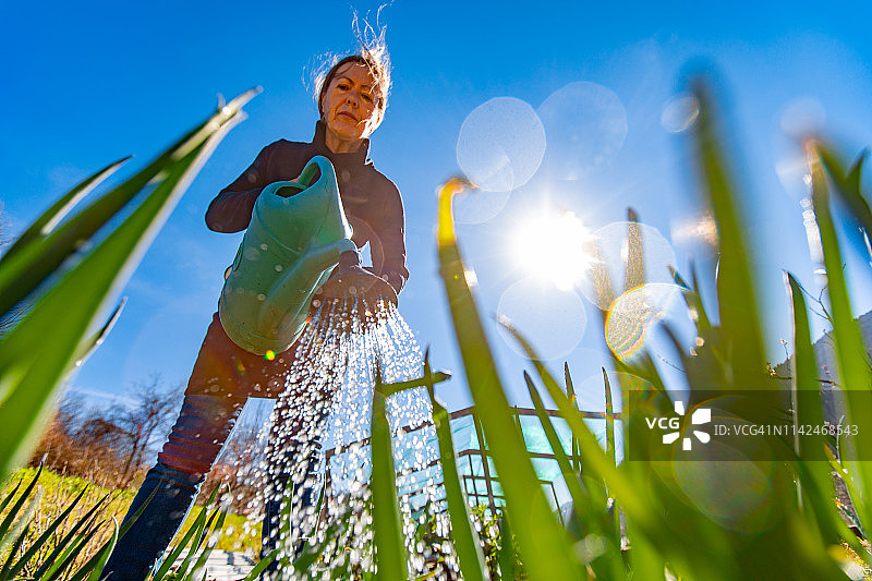 中年妇女在菜园里浇水葱图片素材