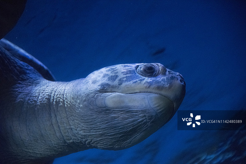 绿海龟头部特写图片素材