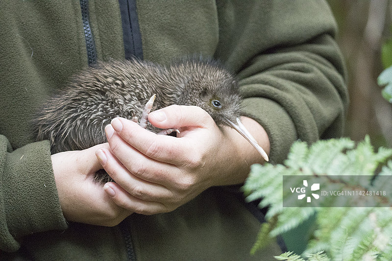 科学家检查哈斯特·托科卡·克利维图片素材