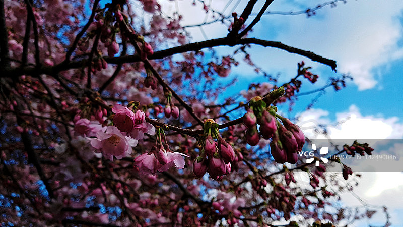 春天蓝天白云下的粉色花蕾图片素材