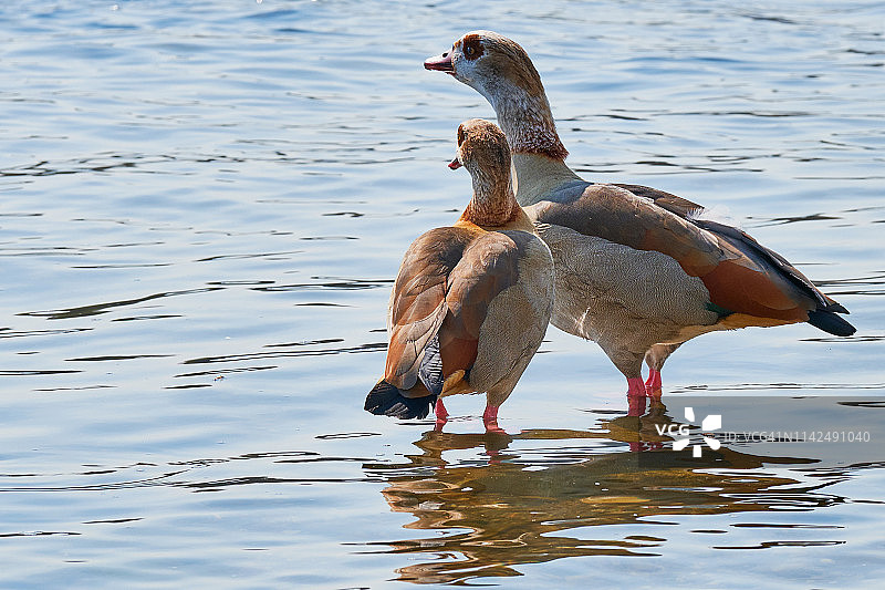 莱茵河中的尼罗河鹅夫妇彩色照片图片素材
