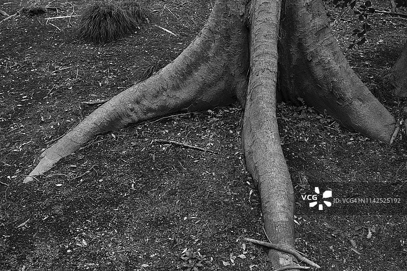 恐龙的脚图片素材