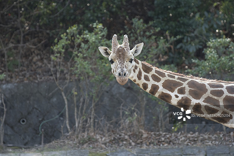 你叫我吗？图片素材