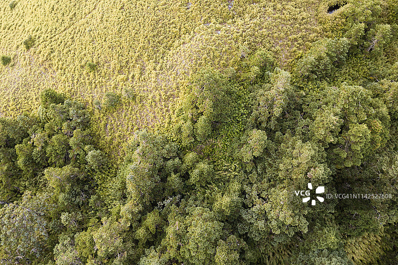 合欢山风光，中国台湾南投图片素材