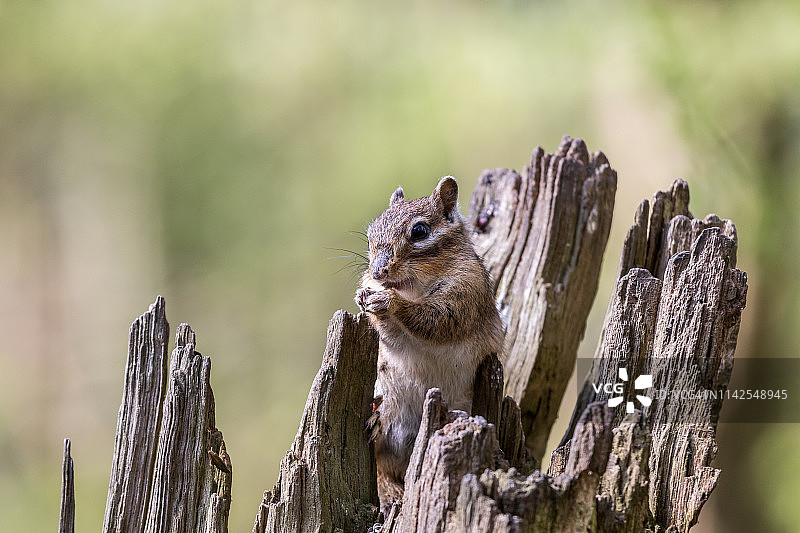 在树干上觅食的西伯利亚花栗鼠图片素材
