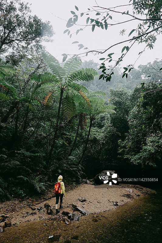 女人在日本冲绳沿着丛林河流徒步，树蕨在雨中图片素材