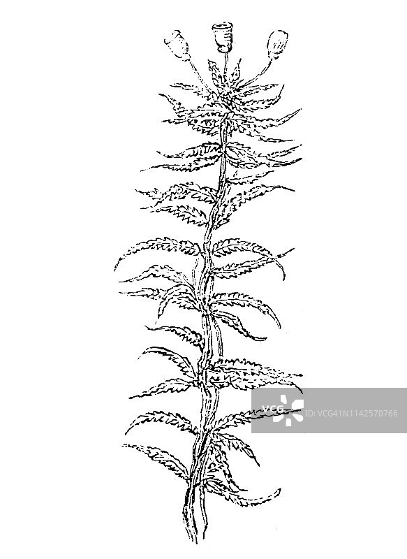 毛发藓图片素材