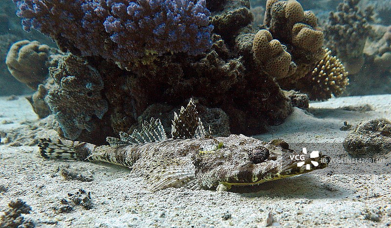 鳄鱼鱼图片素材