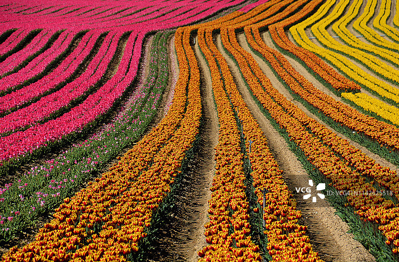 法国普罗旺斯郁金香花田图片素材