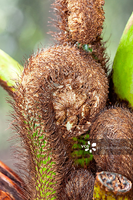蕨类植物上新形成的叶图片素材