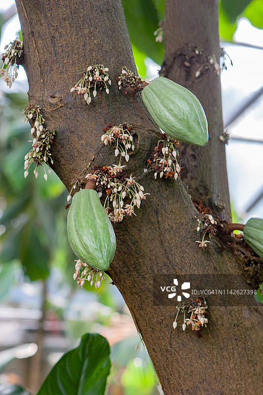 巧克力树果和花图片素材