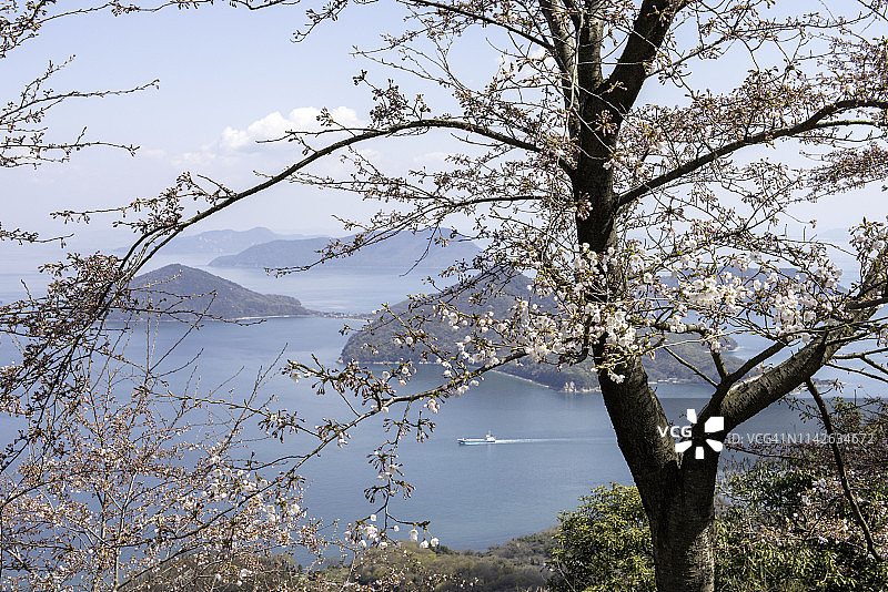 从紫云出山看到的樱花与濑户内海图片素材