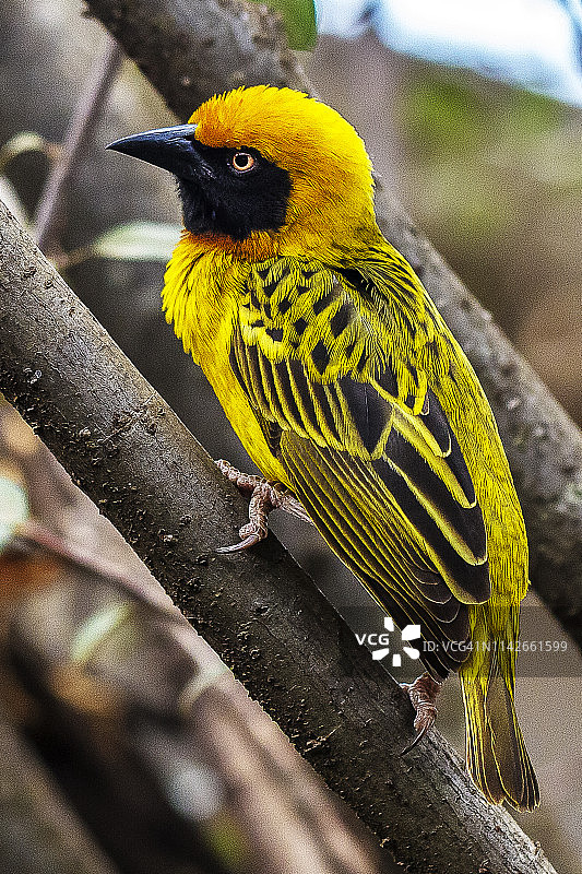 莱基皮亚树枝上的小巧织布鸟图片素材