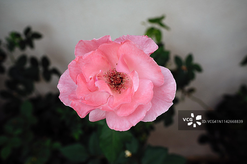 漂亮的粉色玫瑰图片素材