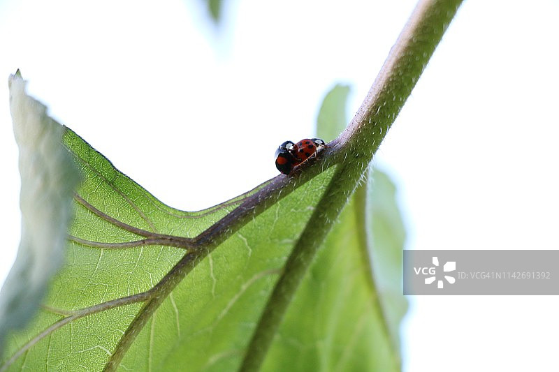树叶上的迷你瓢虫图片素材