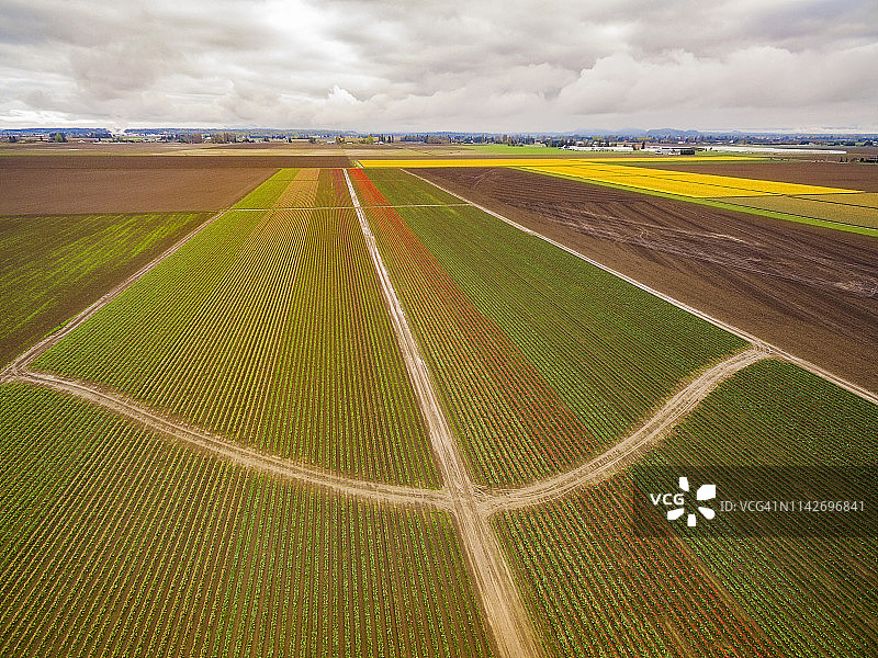 华盛顿州斯卡吉特河谷彩色郁金香花田航拍图片素材