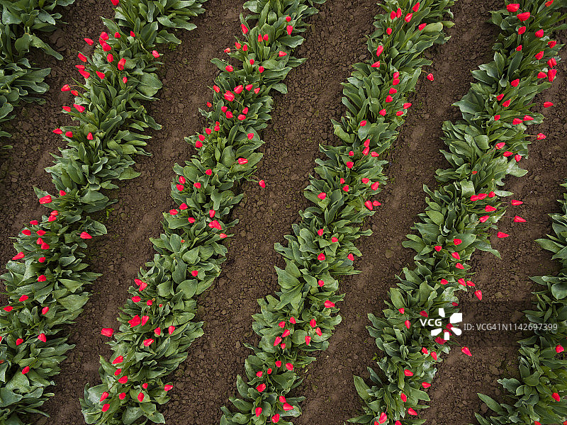 华盛顿州斯卡吉特河谷的彩色郁金香花田鸟瞰图图片素材