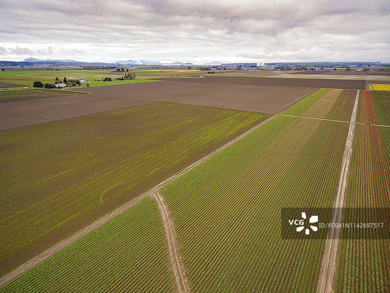 华盛顿州斯卡吉特河谷彩色郁金香花田航拍图片素材