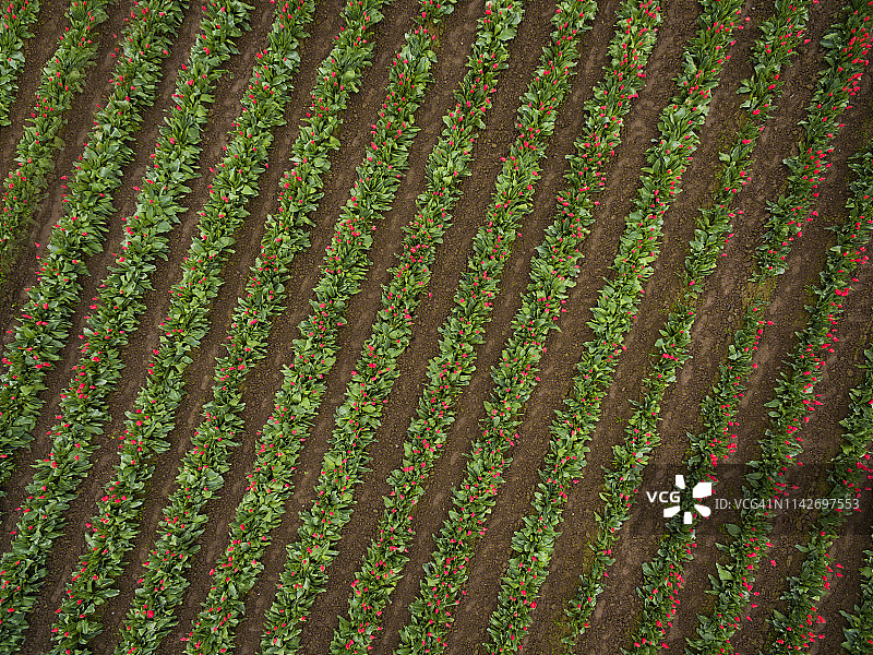 华盛顿州斯卡吉特河谷的彩色郁金香花田鸟瞰图图片素材
