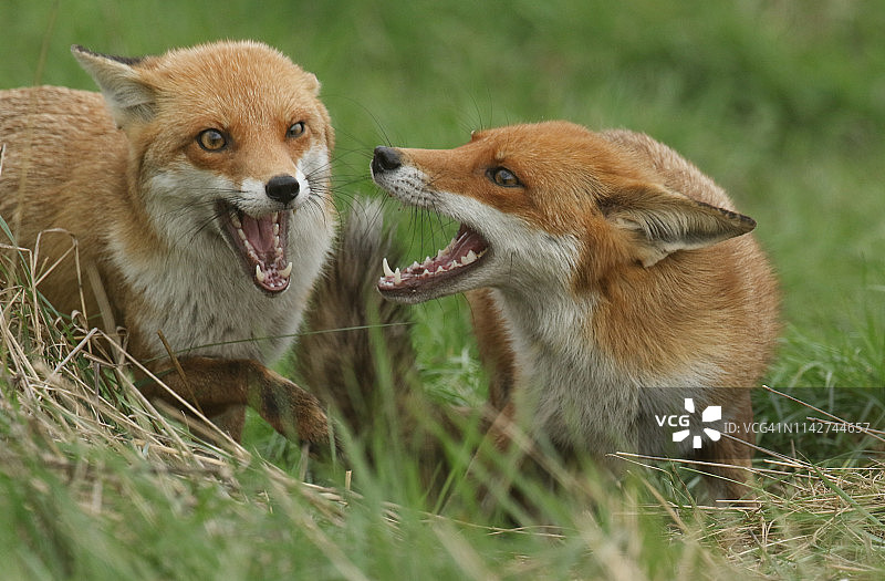 两只张着嘴的红色母狐狸在长长的草地里觅食图片素材