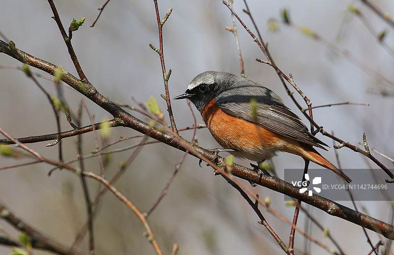 一只美丽的雄性红雀，Phoenicurus Phoenicurus，栖息在一棵树的树枝上。它正在捕食昆虫。图片素材